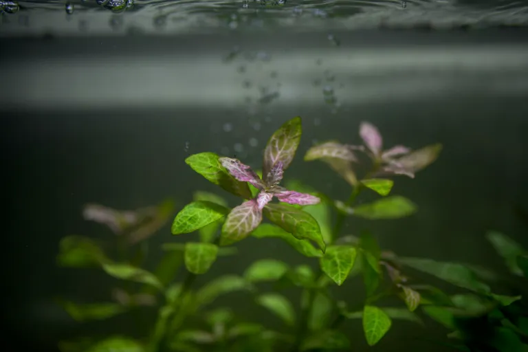 ako zalozit rastlinne akvárium