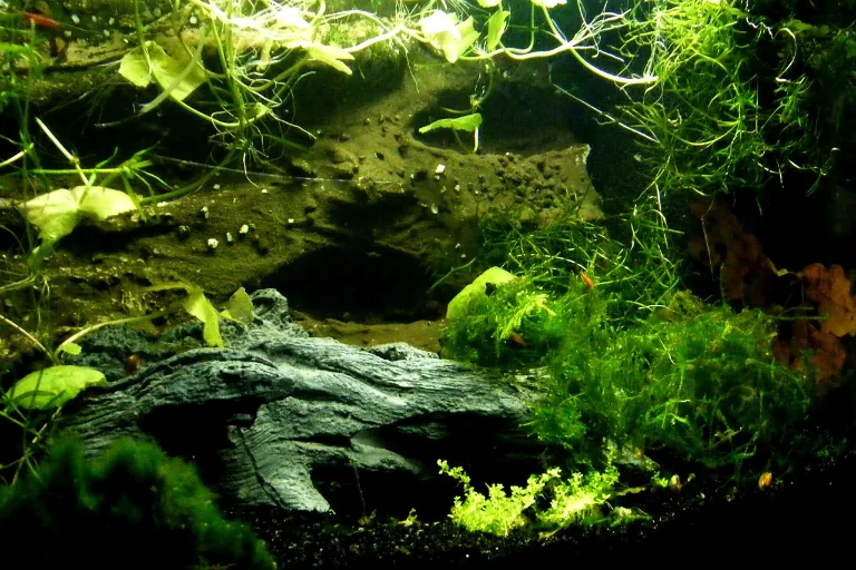 vodne rastliny akvárium