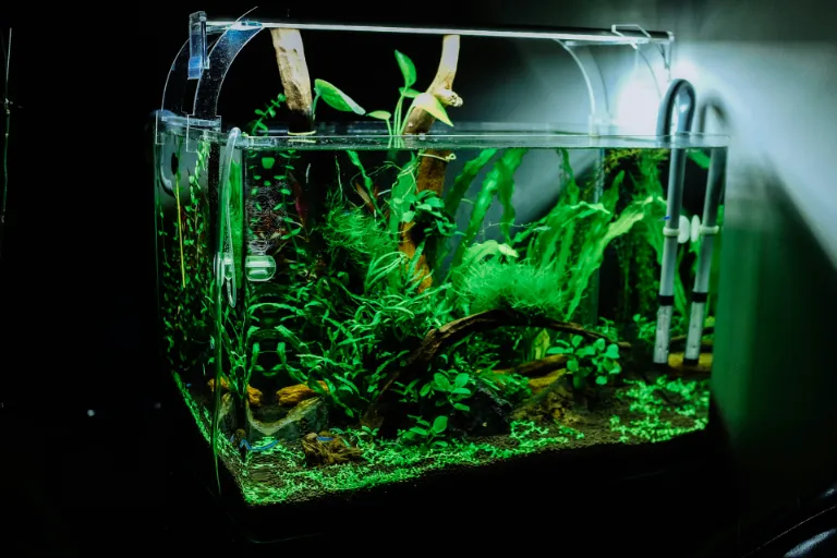 Rastlinné akvária: Ako založiť rastlinné akvárium svojpomocne