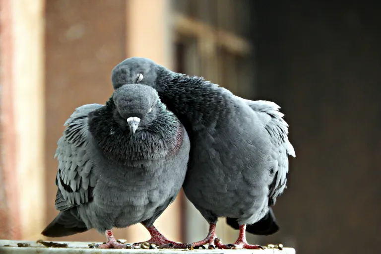 Ako sa zbaviť holubov na balkóne? Pomôže vám 7 tipov a trikov!