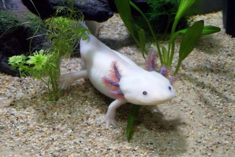 Vodný dráčik je zaujímavý maznáčik. Ako chovať axolotla doma?